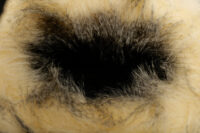 0900. Prada Faux-Fur Cream:Black Leather tote bag, Silver hardware13